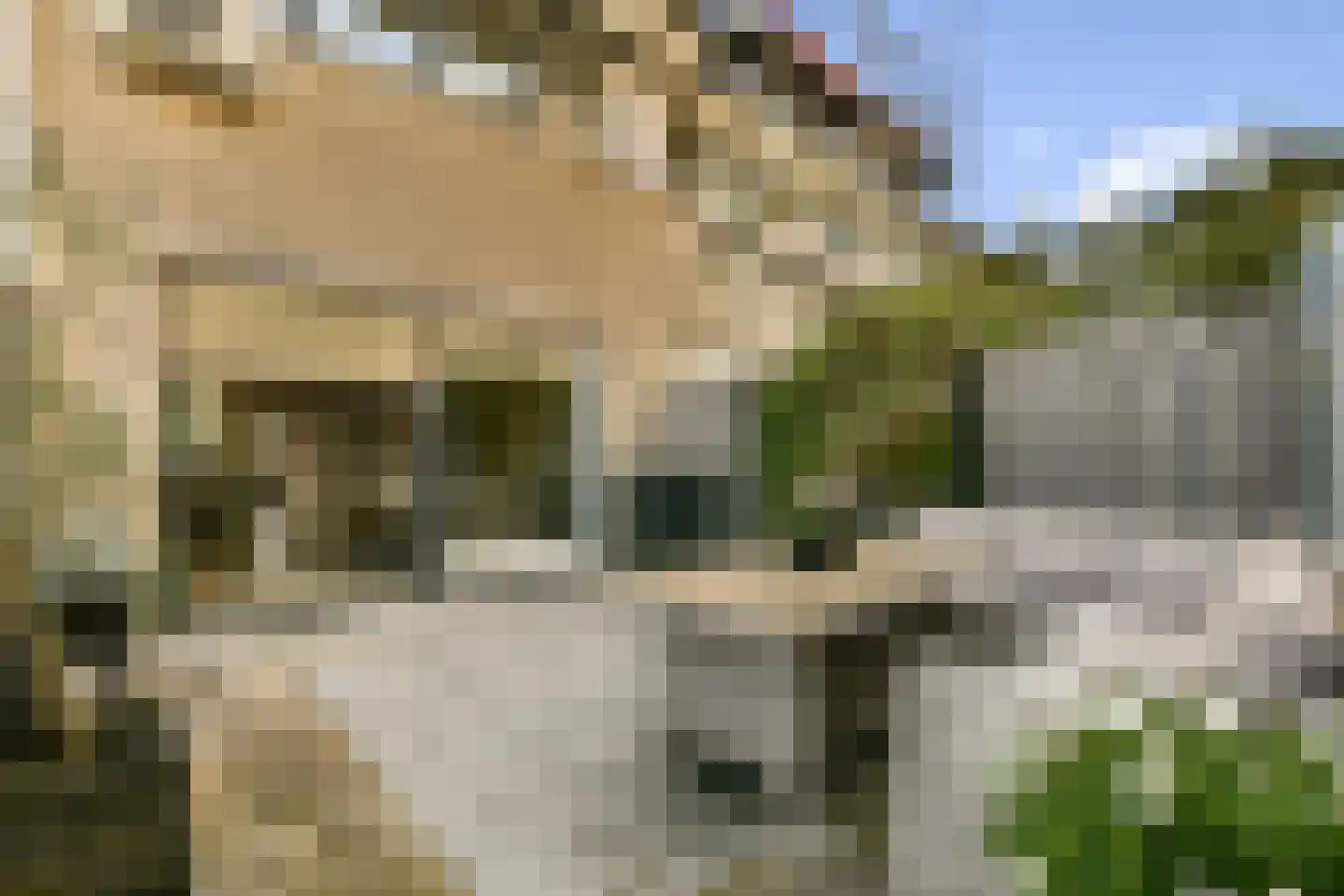 Goudpluvier 11 Landsmeer thumbnail 17