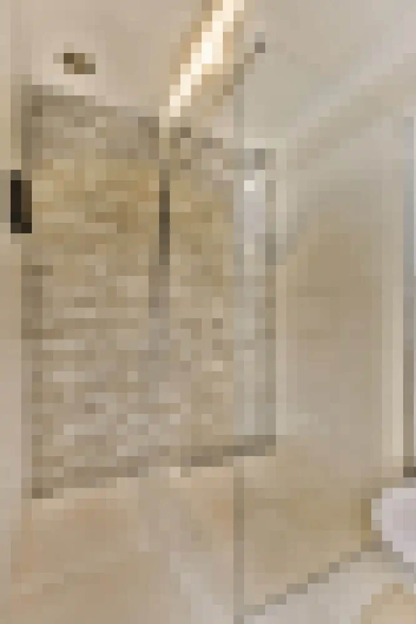 Goudpluvier 11 Landsmeer thumbnail 28