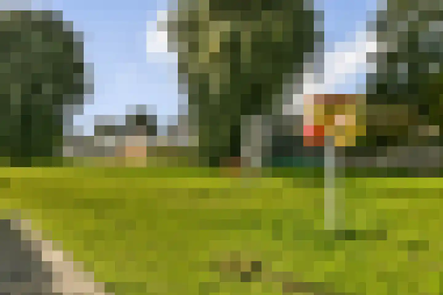 Goudpluvier 11 Landsmeer thumbnail 31