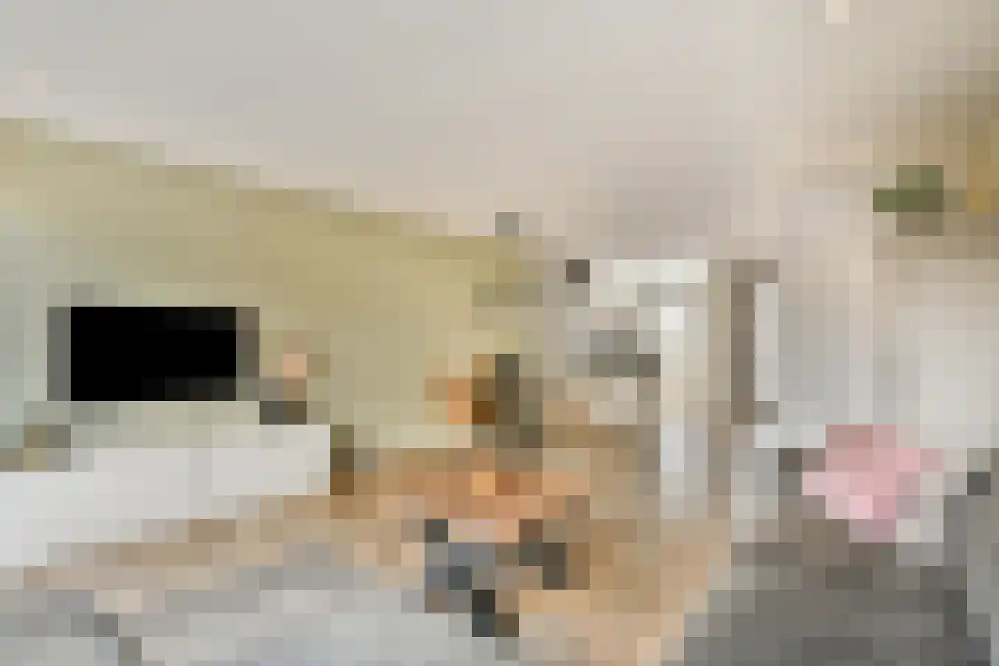 Goudpluvier 11 Landsmeer thumbnail 5
