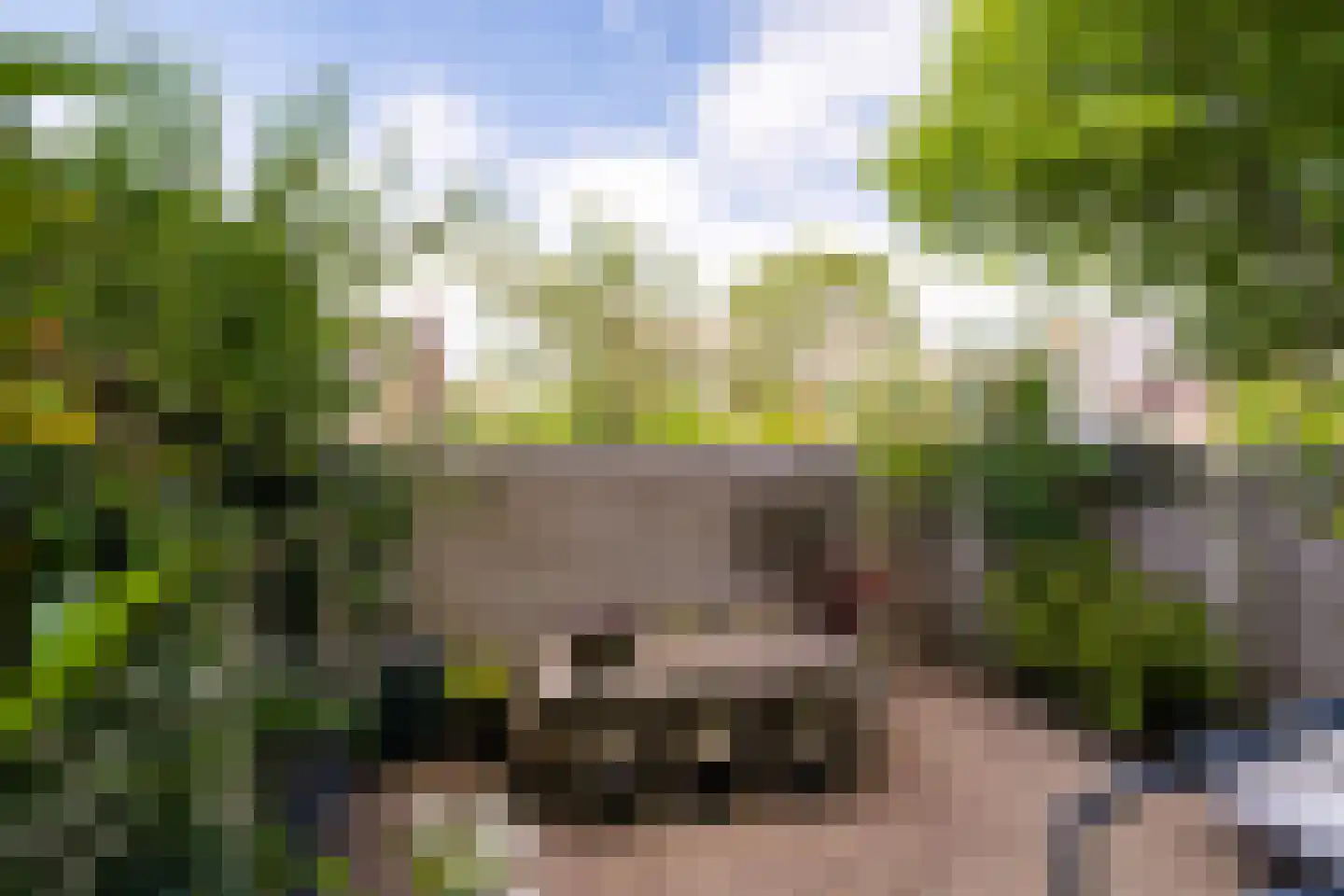 Goudpluvier 39 Landsmeer thumbnail 11