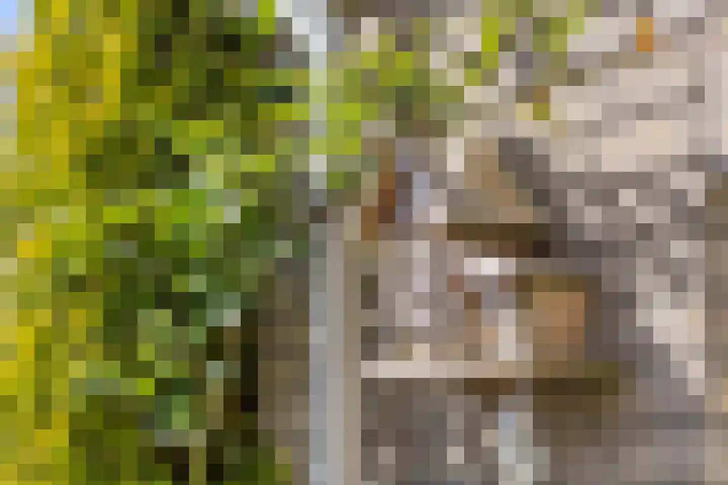 Goudreinet 17 Dodewaard thumbnail 40
