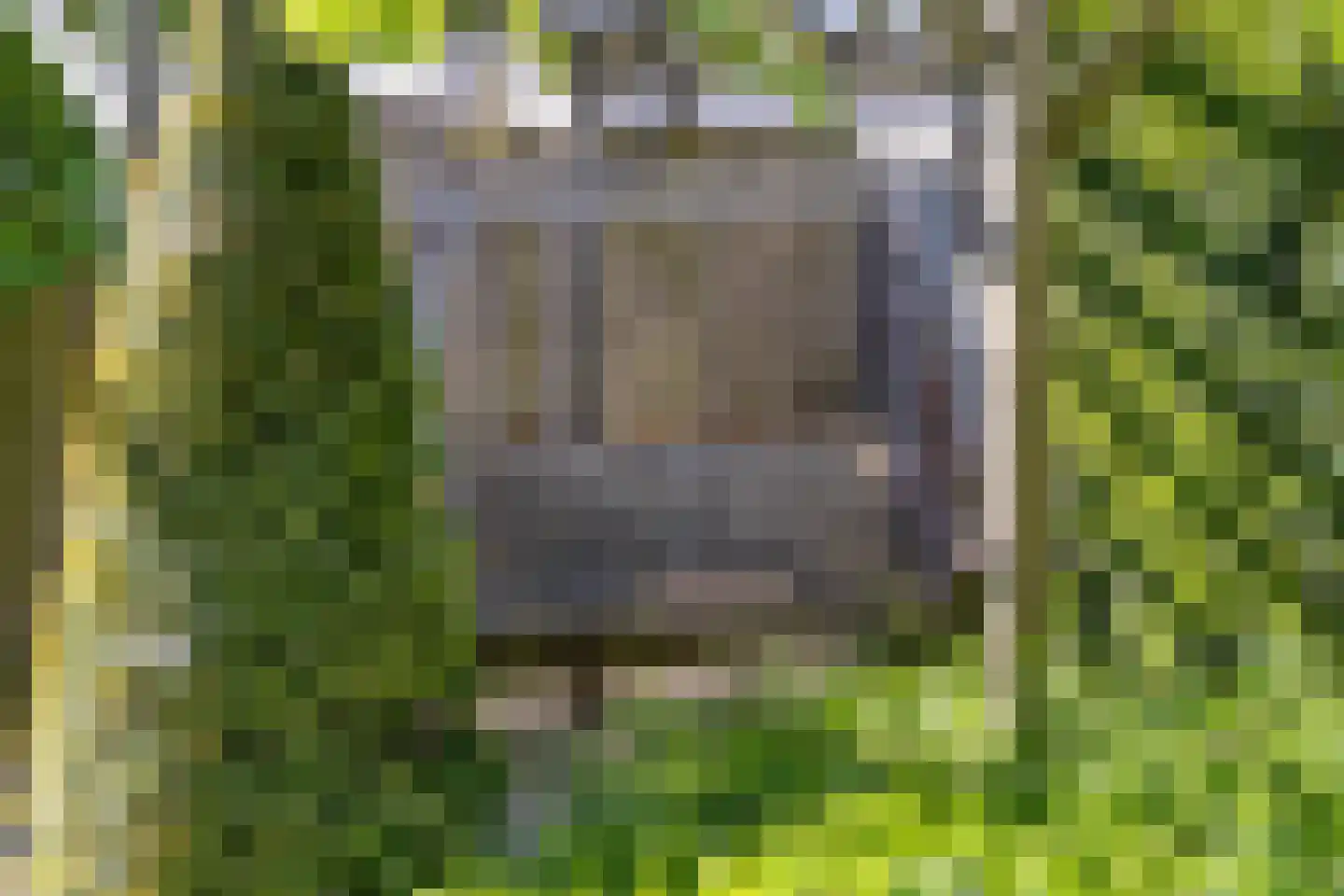 Goudreinet 17 Dodewaard thumbnail 42