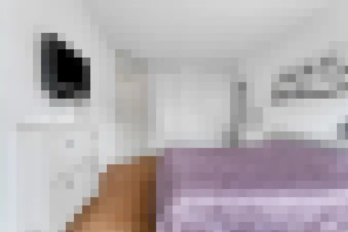 Goudreinet 3 Huissen thumbnail 21