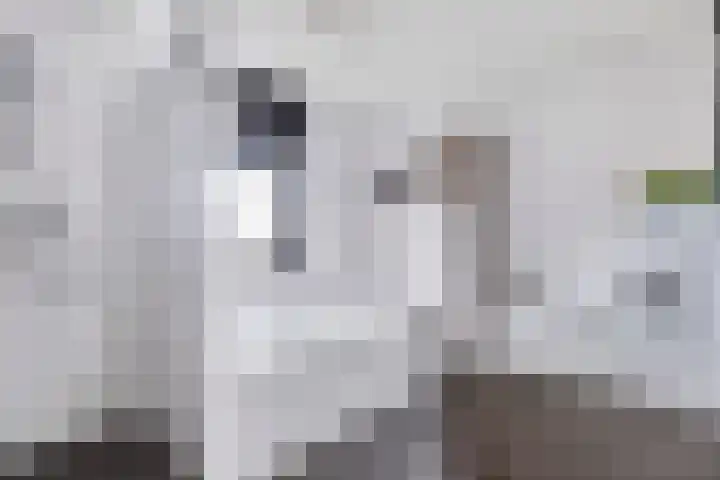 Goudreinet 5 Huissen thumbnail 20