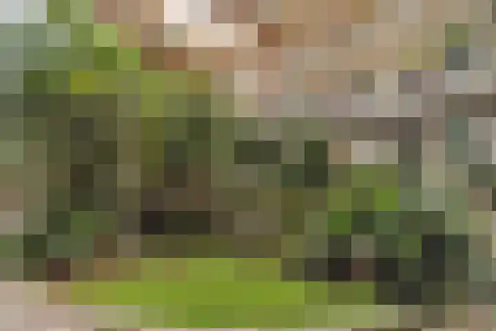 Goudreinet 75 Huissen thumbnail 24