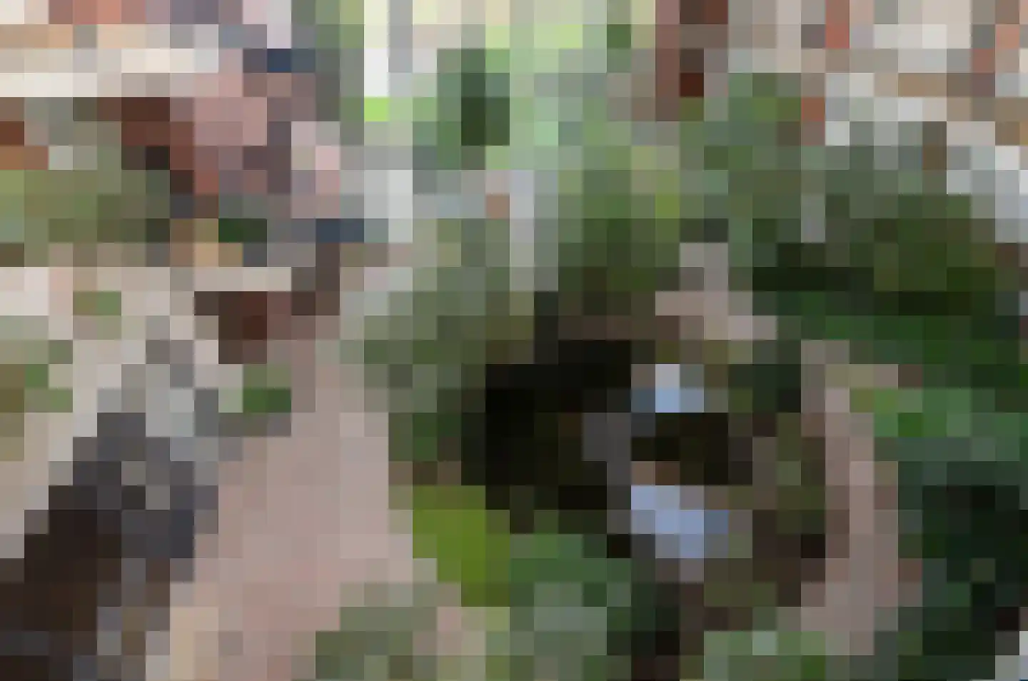 Goudreinet 79 Huissen thumbnail 21