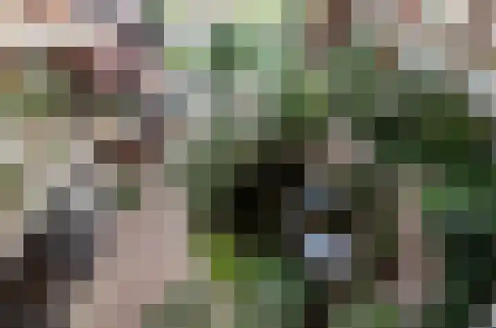 Goudreinet 79 Huissen thumbnail 21