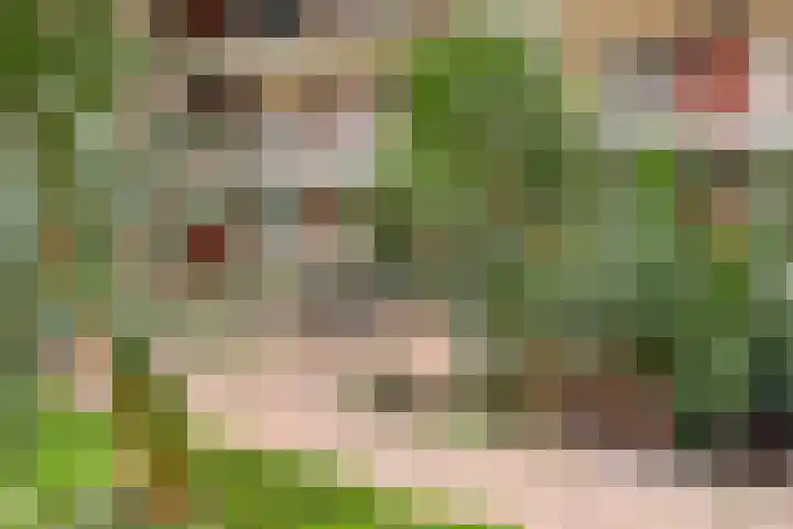 Goudreinet 79 Huissen thumbnail 25