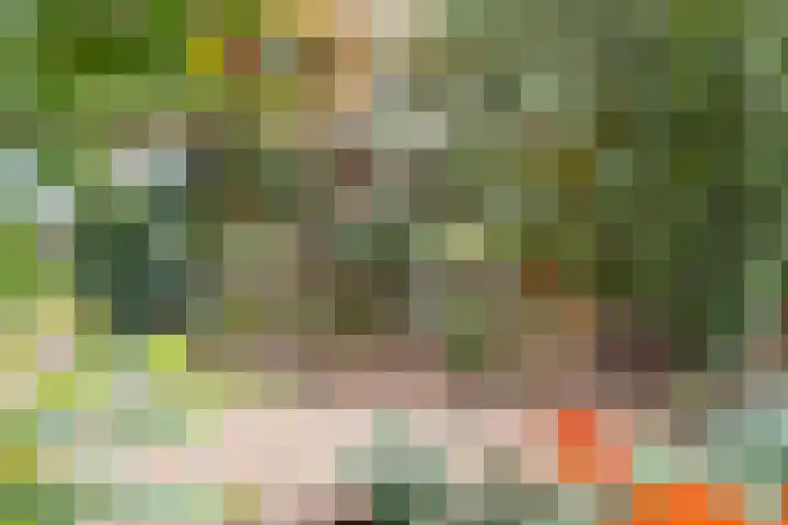 Goudreinet 79 Huissen thumbnail 26
