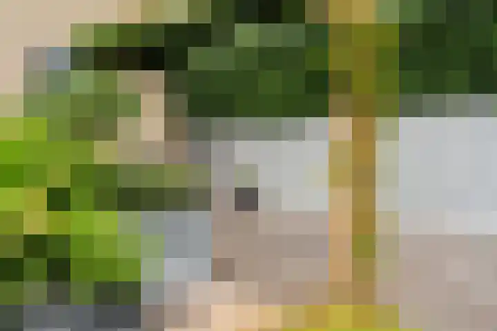 Goudreinet 9 Dodewaard thumbnail 59