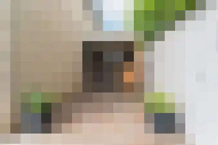 Goudreinet 9 Dodewaard thumbnail 6