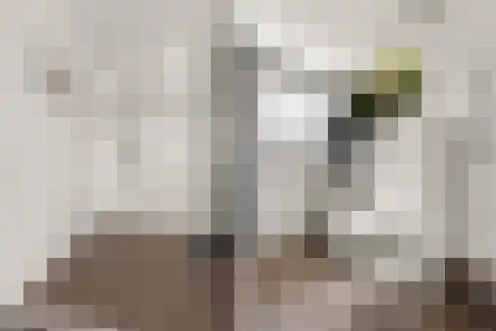 Goudreinetgaard 3 Arnhem thumbnail 30