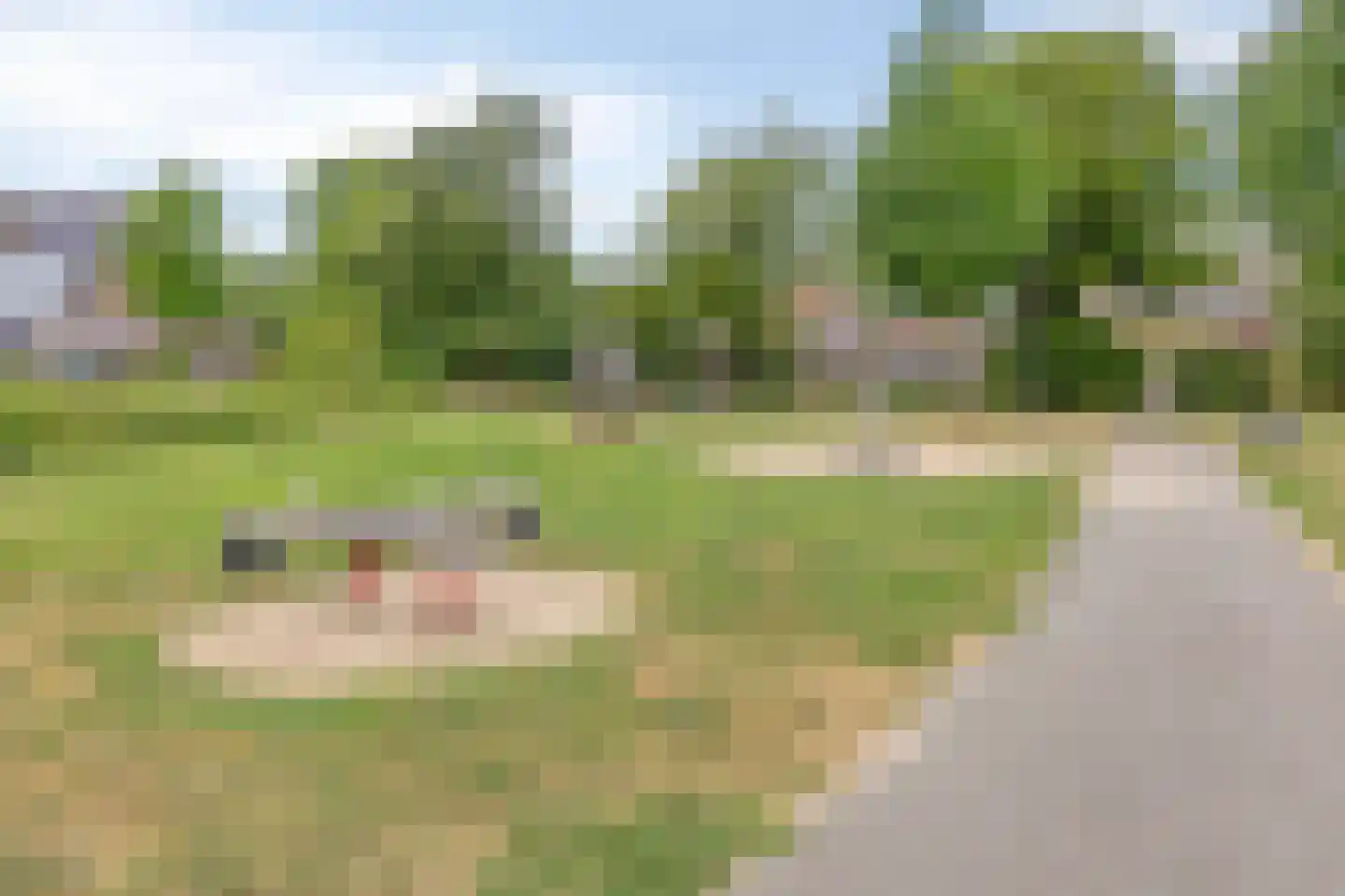 Goudreinette 11 Lith thumbnail 38