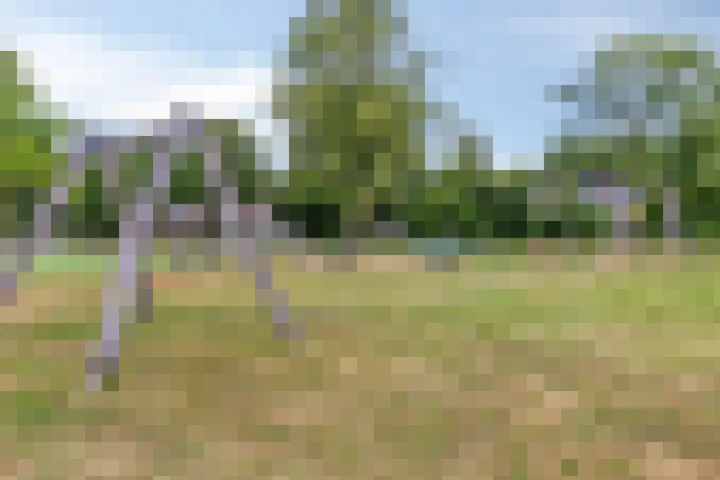 Goudreinette 11 Lith thumbnail 39