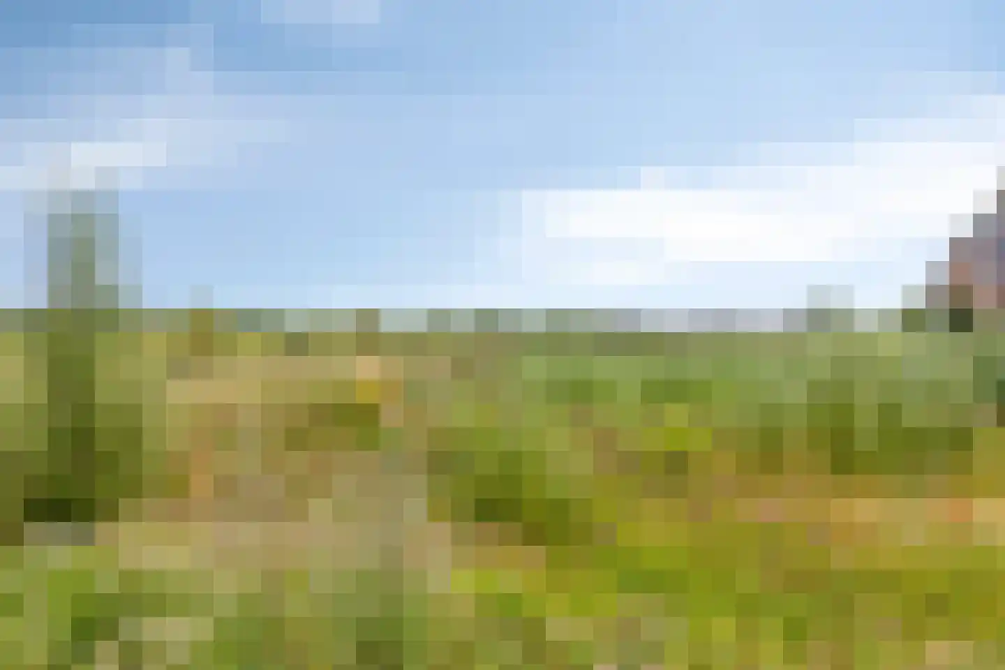 Goudreinette 11 Lith thumbnail 43