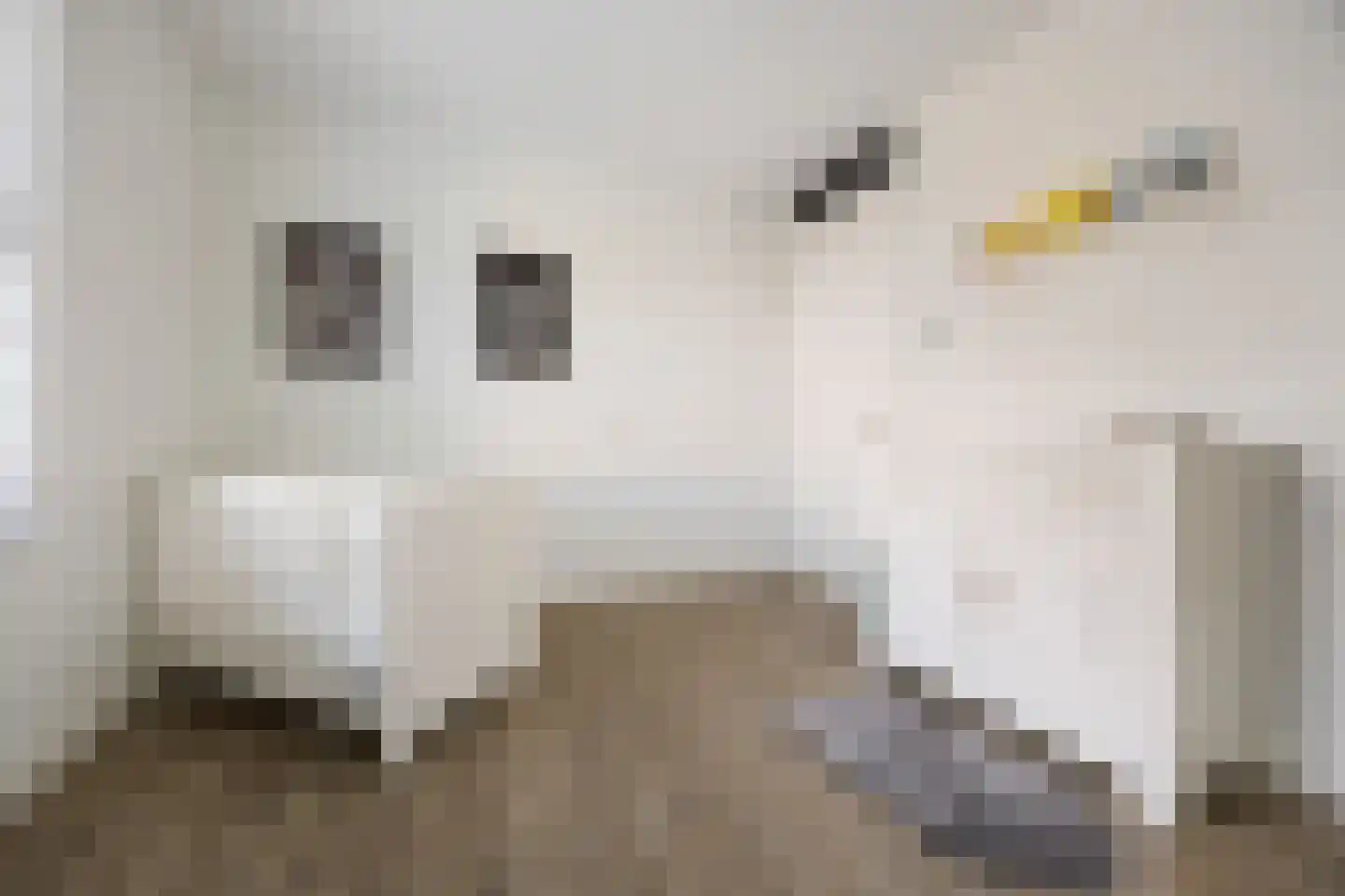 Goudreinette 13 Lith thumbnail 21