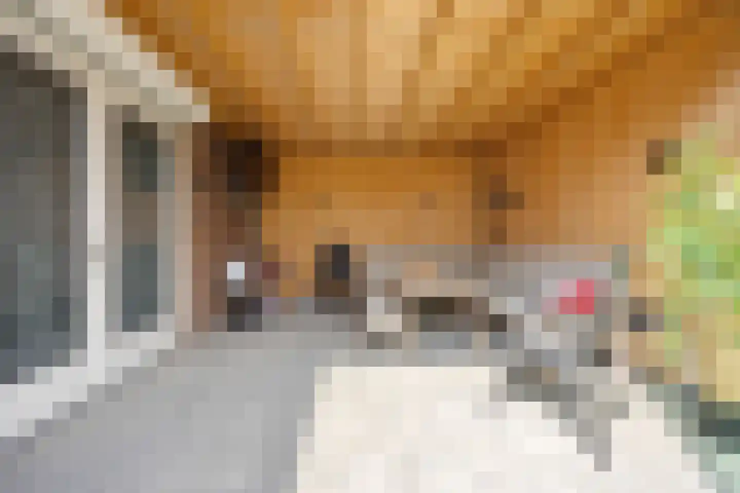 Goudreinette 13 Lith thumbnail 44