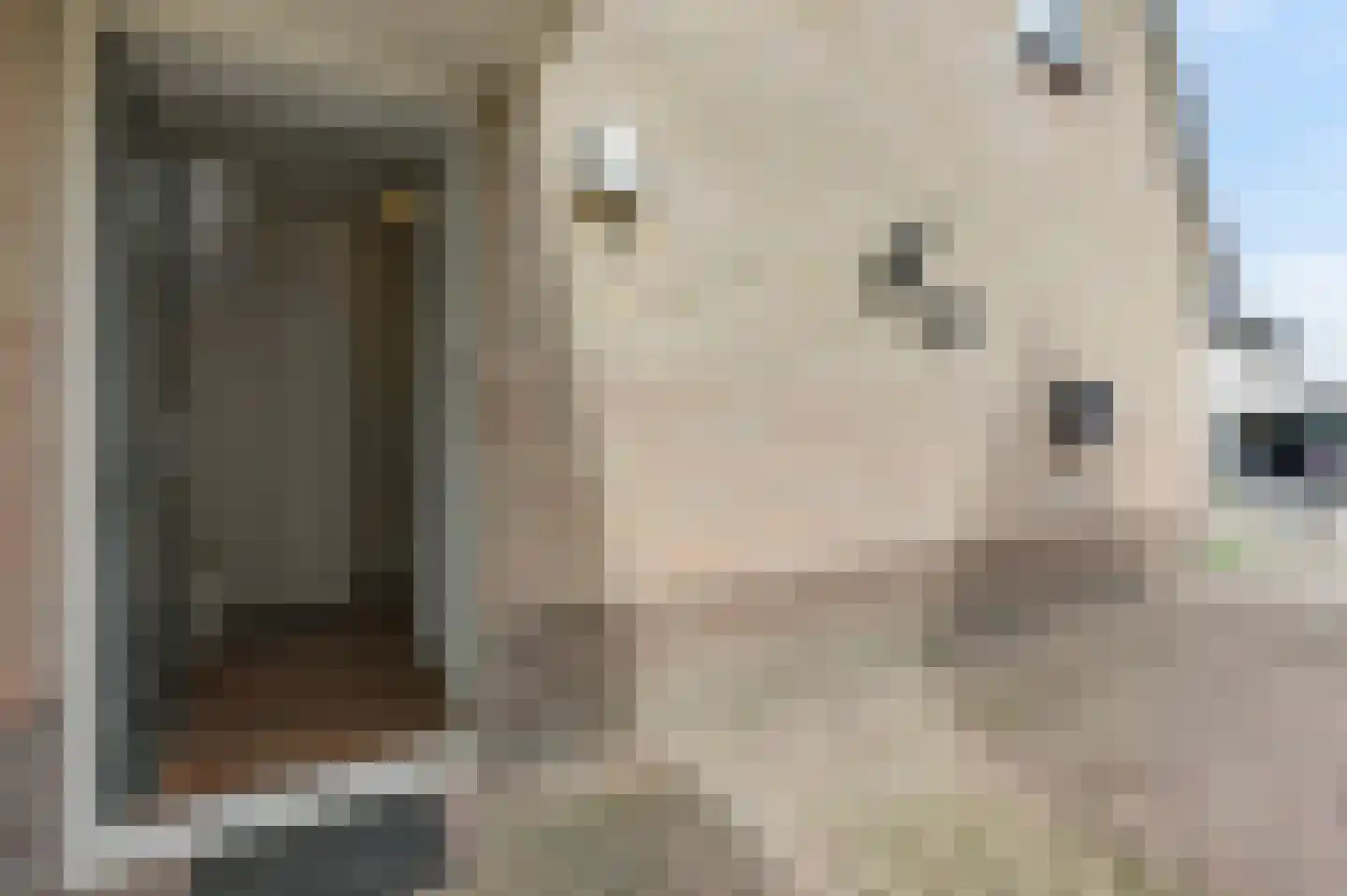 Goudreinette 16 Duiven thumbnail 10