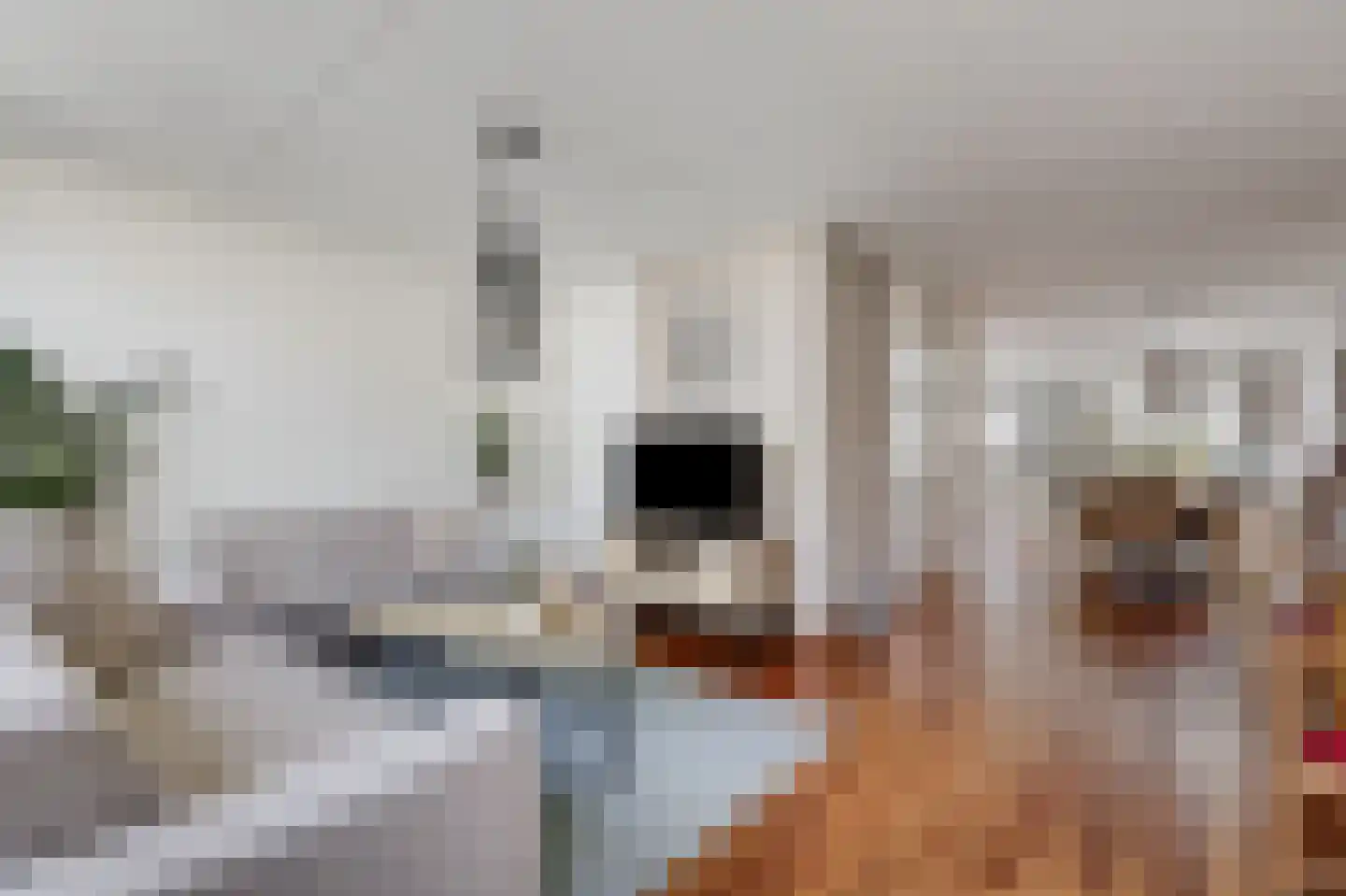 Goudreinette 16 Duiven thumbnail 14