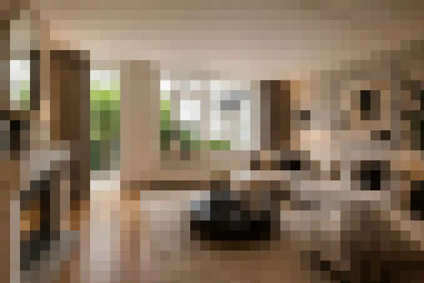 Goudreinette 16 Duiven thumbnail 15
