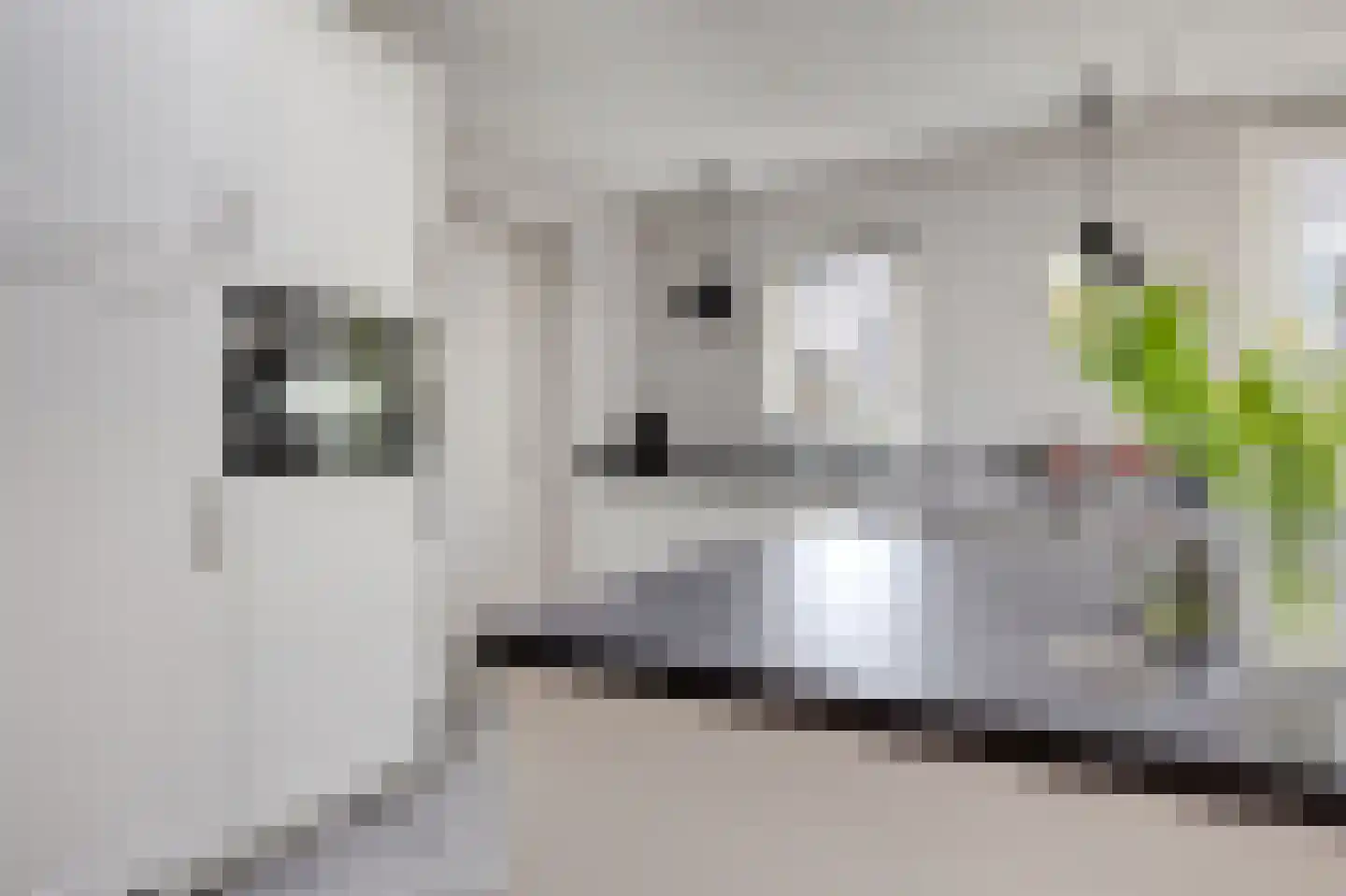 Goudreinette 16 Duiven thumbnail 23