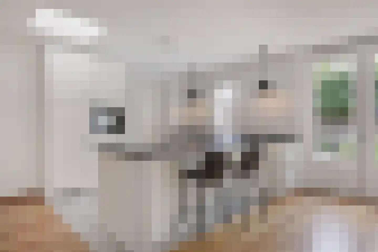 Goudreinette 16 Duiven thumbnail 28