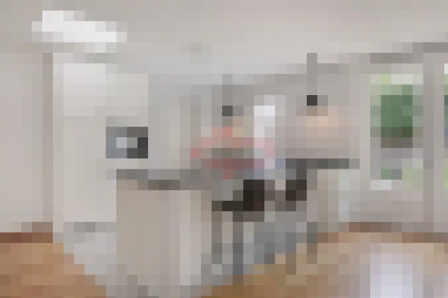 Goudreinette 16 Duiven thumbnail 29