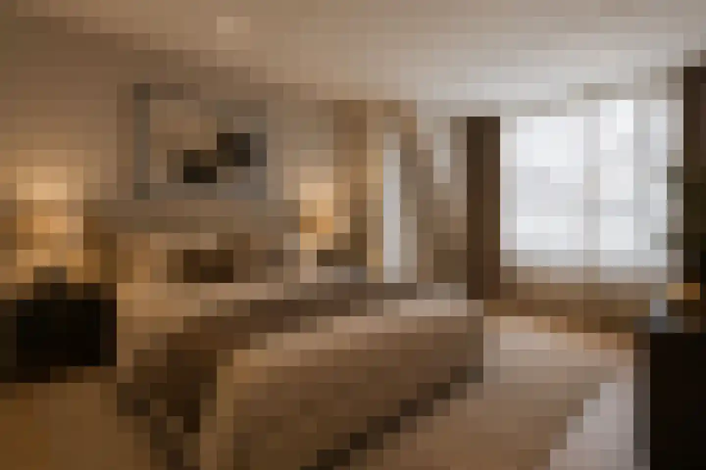 Goudreinette 16 Duiven thumbnail 41