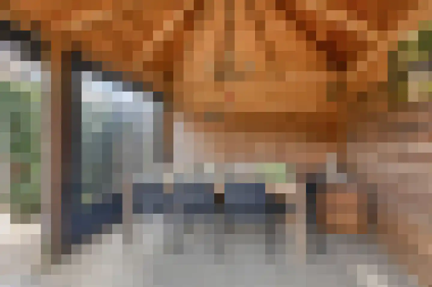 Goudreinette 16 Duiven thumbnail 49