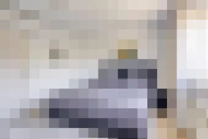 Goudreinette 22 Duiven thumbnail 21
