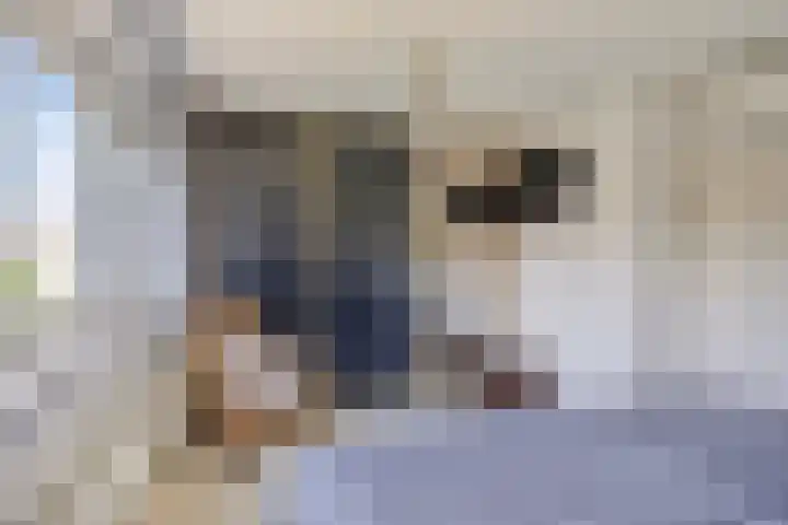 Goudreinette 22 Duiven thumbnail 22