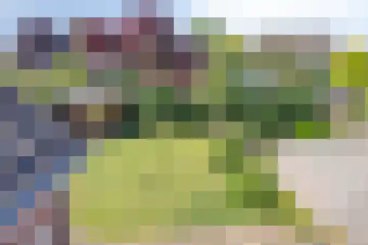 Goudreinette 22 Duiven thumbnail 36