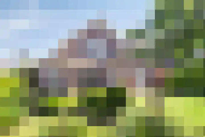 Goudreinette 22 Duiven thumbnail 4