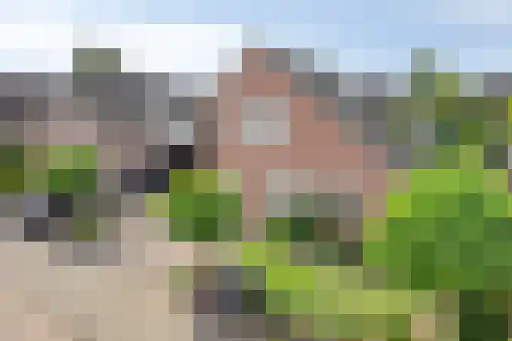 Goudreinette 22 Duiven thumbnail 46