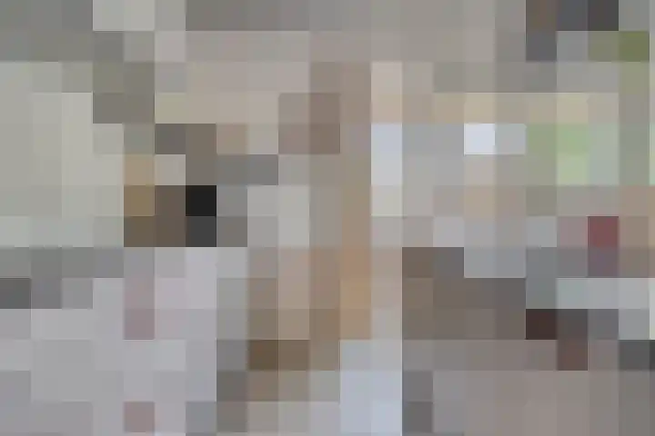 Goudreinette 4 Lith thumbnail 16