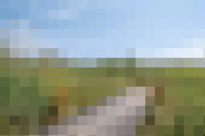 Goudreinette 4 Lith thumbnail 39