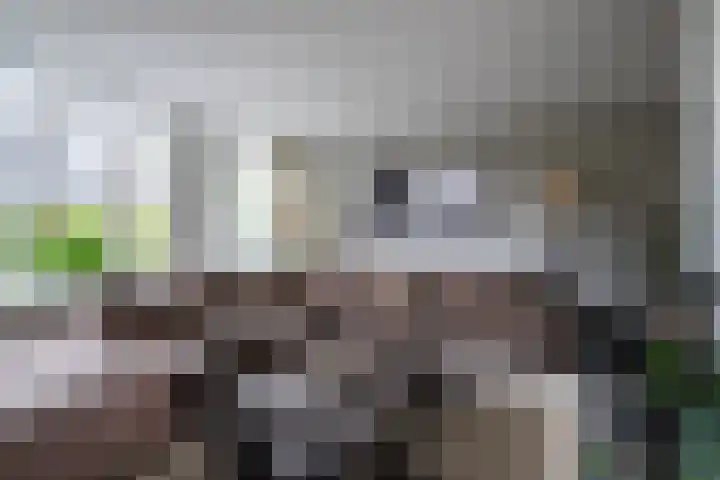 Goudreinette 6 Duiven thumbnail 13