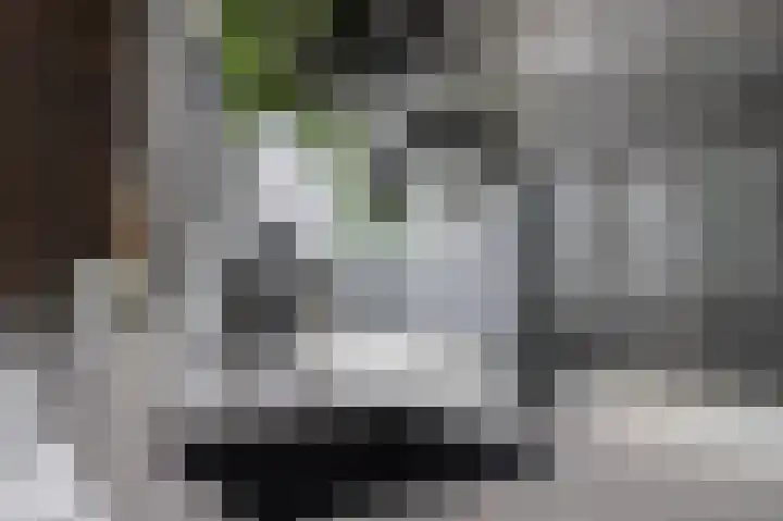 Goudreinette 6 Duiven thumbnail 23