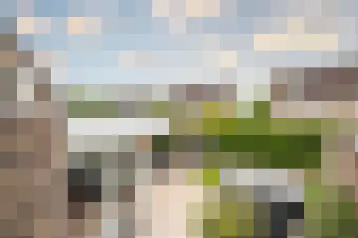 Goudreinette 6 Duiven thumbnail 28