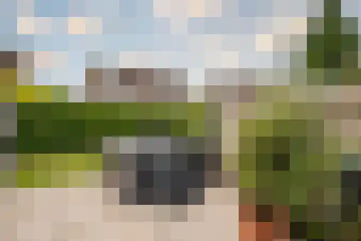 Goudreinette 6 Duiven thumbnail 29