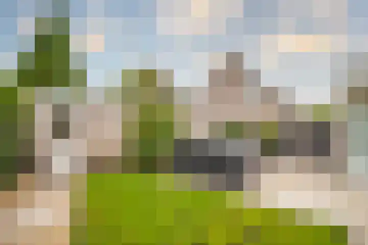 Goudreinette 6 Duiven thumbnail 31