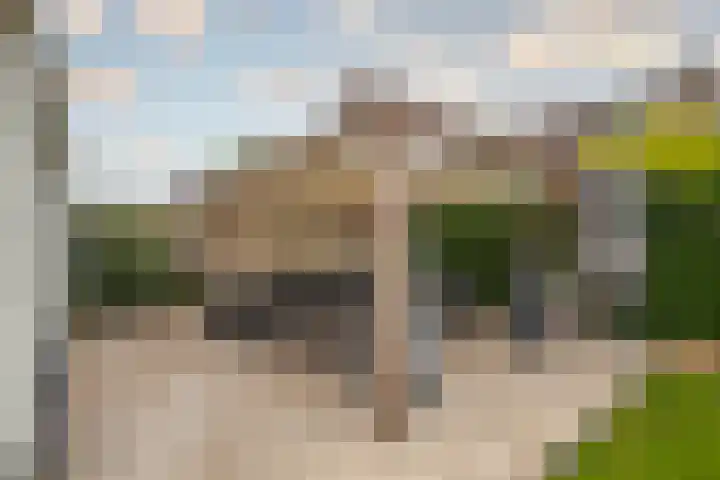 Goudreinette 6 Duiven thumbnail 35