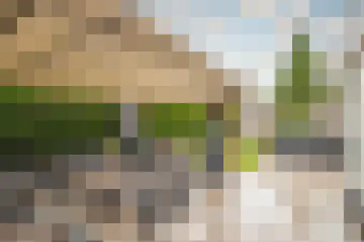 Goudreinette 6 Duiven thumbnail 36