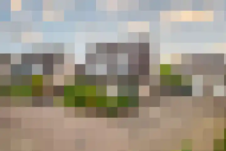 Goudreinette 6 Duiven thumbnail 5
