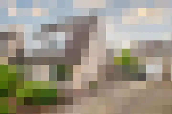 Goudreinette 6 Duiven thumbnail 7