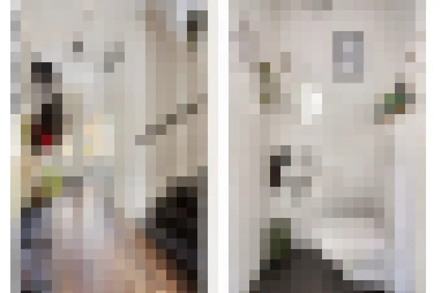 Goudreinette 6 Lith thumbnail 10
