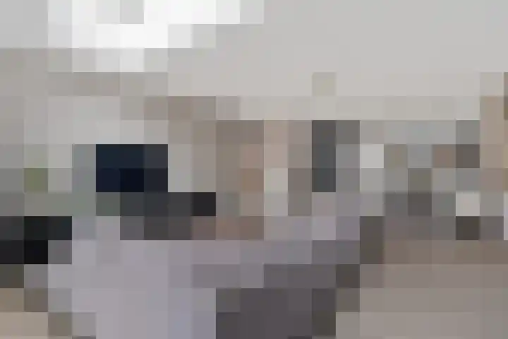Goudreinette 9 Lith thumbnail 11