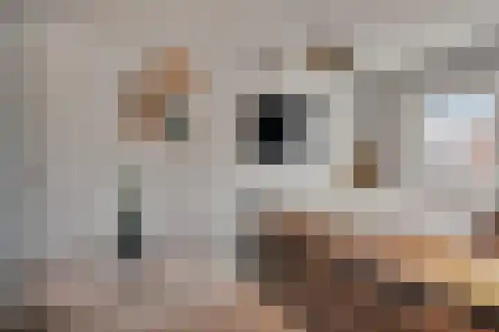 Goudreinette 9 Lith thumbnail 21