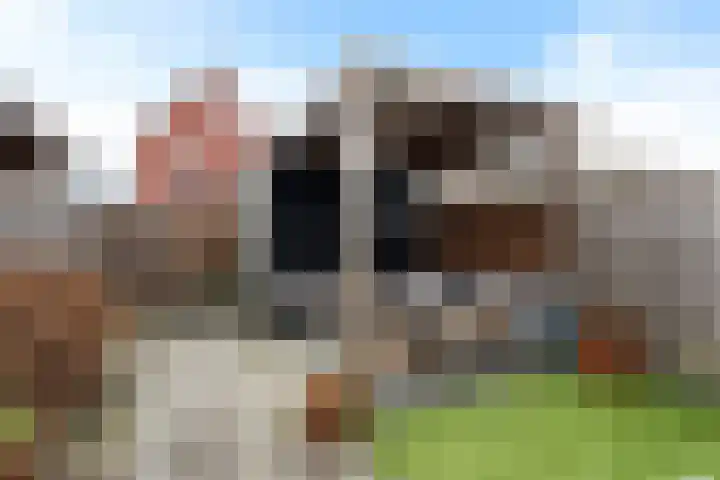 Goudreinette 9 Lith thumbnail 35